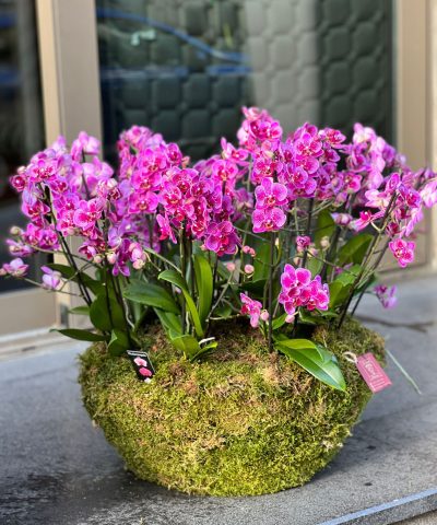 BELİSSİMO ORCHID